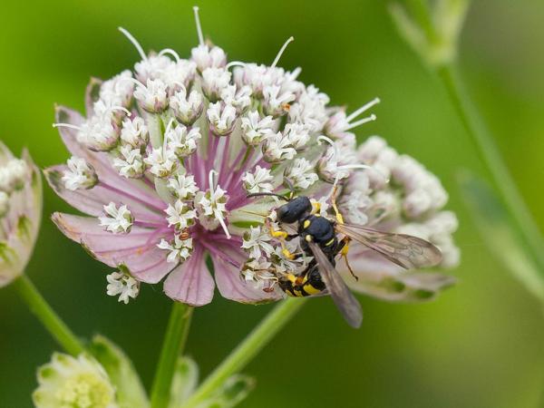 Gewone graafbijendoder (Cerceris rybyensis)